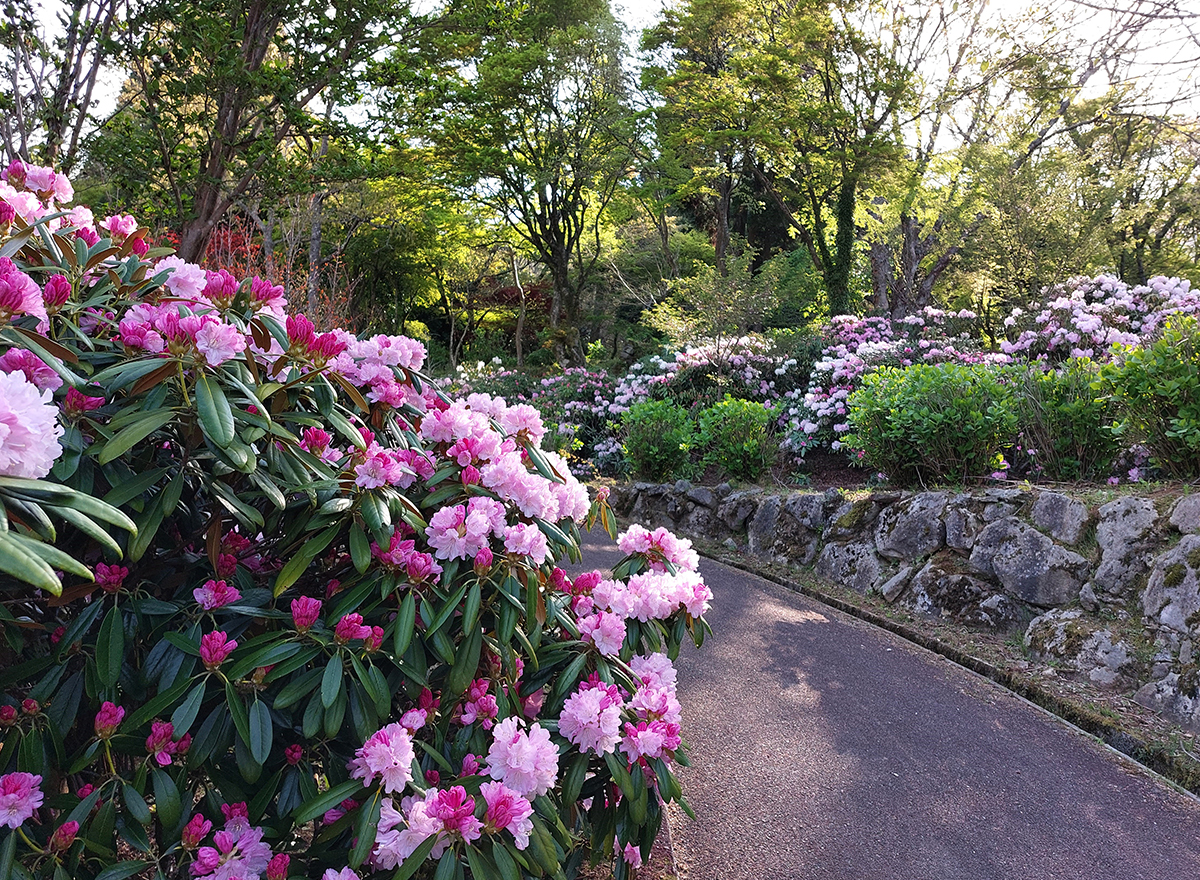 英彦山花園の花画像