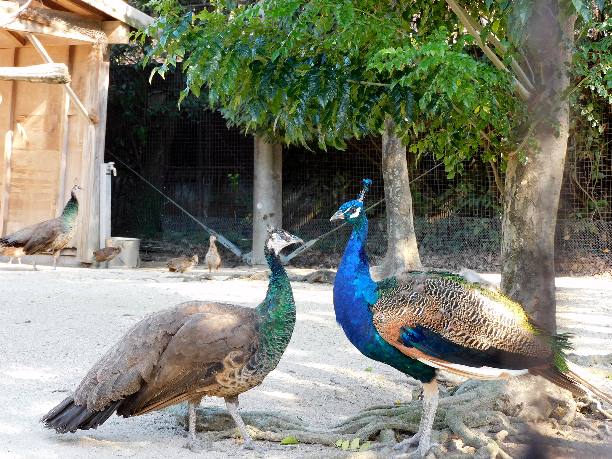 久留米市鳥類センターの写真