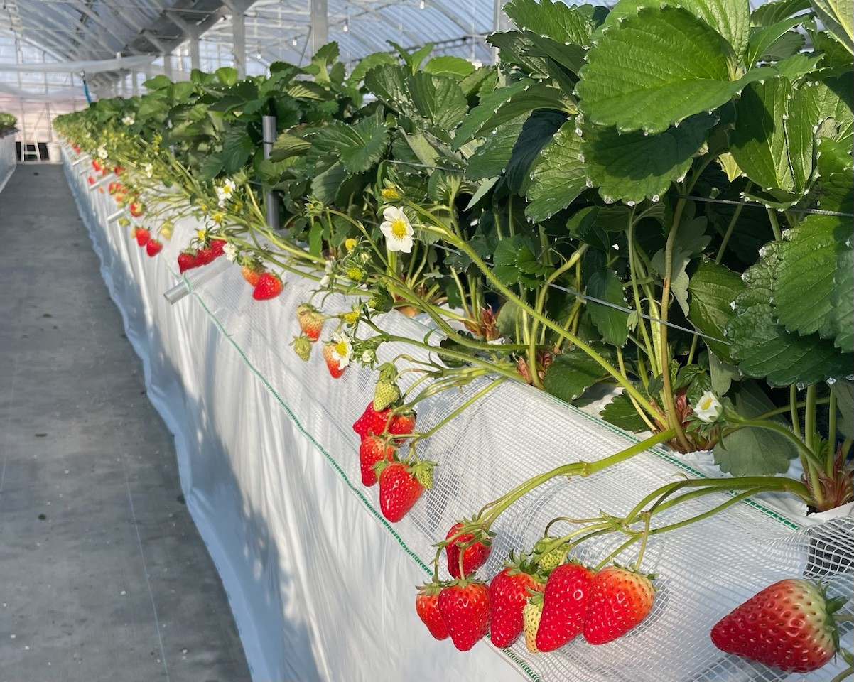 いちごきらり みのうヴィレッジ